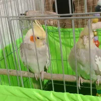 عروس هلندی و ملنگو مولد