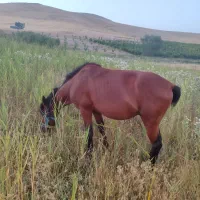 اسب|اسب و تجهیزات اسب‌سواری|سیلوانه, |دیوار