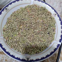 عدس محلی