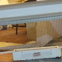 حشره گوش شاهین