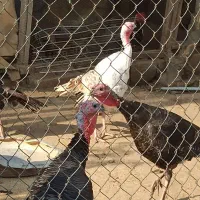 بوقلمون نر و ماده پارساله و امساله|حیوانات مزرعه|رودسر, |دیوار