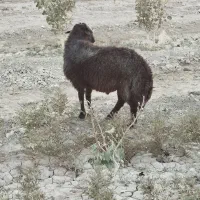 قوچ میش رون|حیوانات مزرعه|اژیه, |دیوار