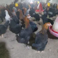 فروش مرغ گل پایگانی 6ماهه|حیوانات مزرعه|خضر آباد, |دیوار