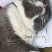 واگذاری گربه اسکاتیش فولد نر بلو|گربه|کرج, میدان میوه و تره بار مرکزی|دیوار