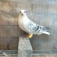 شامی و کرمونی وساده و سوسکی وکله دم سرخ و زرد ماده|پرنده|مشهد, هفده شهریور|دیوار