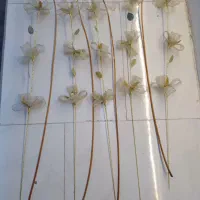 گلهای جدید ۵ شاخه و۵شاخه چوب خالی ۱۶۰ تومان