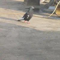 کفتر