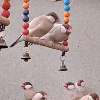 نرگسی شکلاتی مولد ۹۰ جفت