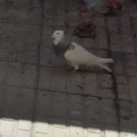 سلام خدمت‌عشق بازان‌عزیزاین‌طوقیم‌‌..۲۰‌روزرفته‌