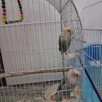 یک جفت کوتوله