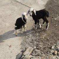 خریدار بره شیرخوار تازه متولد شده