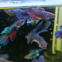 فایتر ماده|ماهی|بیرجند, |دیوار