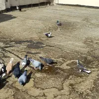 کفتر بوم|پرنده|رضویه, |دیوار