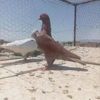 کفتر