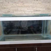 آکواریوم|ماهی|بازرگان, |دیوار