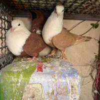 کله‌سفید|پرنده|سبزوار, هویزه|دیوار