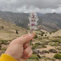 700کیلو کاه پردانه پرمغز خارشتر