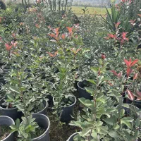 فوتونیا سطل 12 تعداد 500|گل و گیاه طبیعی|چابکسر, |دیوار