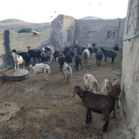 فروش گوسفندبرای قربانی|حیوانات مزرعه|سقز, |دیوار