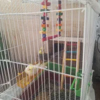 عروس هلندی با تخم