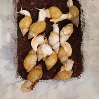 حلزون مولد|خزنده|تهران, ائمه اطهار|دیوار