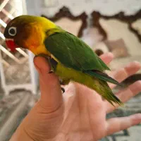 جوجه برزیلی دستی|پرنده|شهریار, شهرک وائین|دیوار