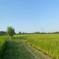 فروش-زمین-در-متلقو-شهر-نشتارود