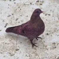 جوجه کبوتر رفتنی