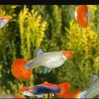 ۱۰نژاد ماهی رنگین کمان رسید|ماهی|اردبیل, |دیوار