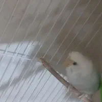 مرغ عشق|پرنده|فیروزآباد (فارس), |دیوار