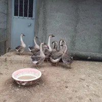 قوغاز اکراینی خالص