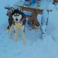 هاسکی چشم رنگی