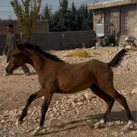 فروش/کره مادیون/۸ماهه|اسب و تجهیزات اسب‌سواری|یاسوج, |دیوار