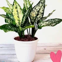 گل مصنوعی|گل مصنوعی|قرچک, پارس سرام|دیوار