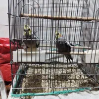 عروس هلندی سرحال