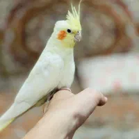 یک جفت عروس هلندی مولد|پرنده|مهاباد (آذربایجان غربی), |دیوار