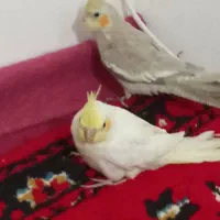 پرنده