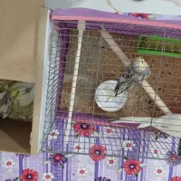 طوطی عروس|پرنده|نظرآباد, حسین‌آباد|دیوار