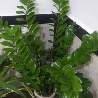 گل زاموفیلیا|گل و گیاه طبیعی|خاو و میرآباد, |دیوار