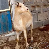 ماده کوچک و بزرگ|حیوانات مزرعه|نائین, |دیوار