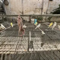 قناری ماده گلاسر|پرنده|بندرعباس, |دیوار