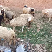 فروش|حیوانات مزرعه|شیراز, بازار|دیوار