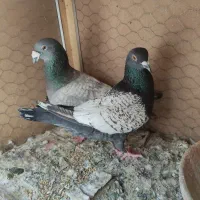 کبوتر طاووسی جفت