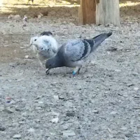 کفتر مسافتی