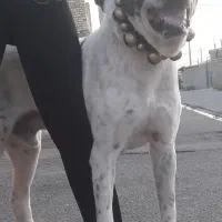 سگ پژدر خراسانی افغان سگ توله گله نگهبان