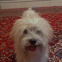 واگذاری سگ|سگ|نجفآباد, یزدانشهر|دیوار