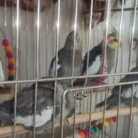 عروس هلندی نر و ماده|پرنده|اصفهان, گلزار|دیوار