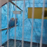 مرغ عشق|پرنده|هیرمند, |دیوار