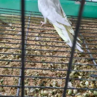 عروس هلندی بالغ تک و کوتوله