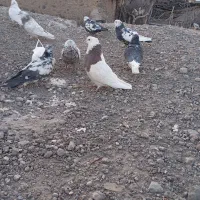 کبوتر|پرنده|بافت, |دیوار